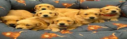 Golden Retriever dogs for sale: BEAUTIFUL HEALTHY KC REG FEMALE GOLDEN - Advert 6