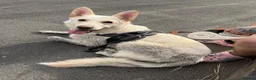 White Swiss Shepherd dogs for sale: White Swiss/german shepherd in Swansea - Advert 7