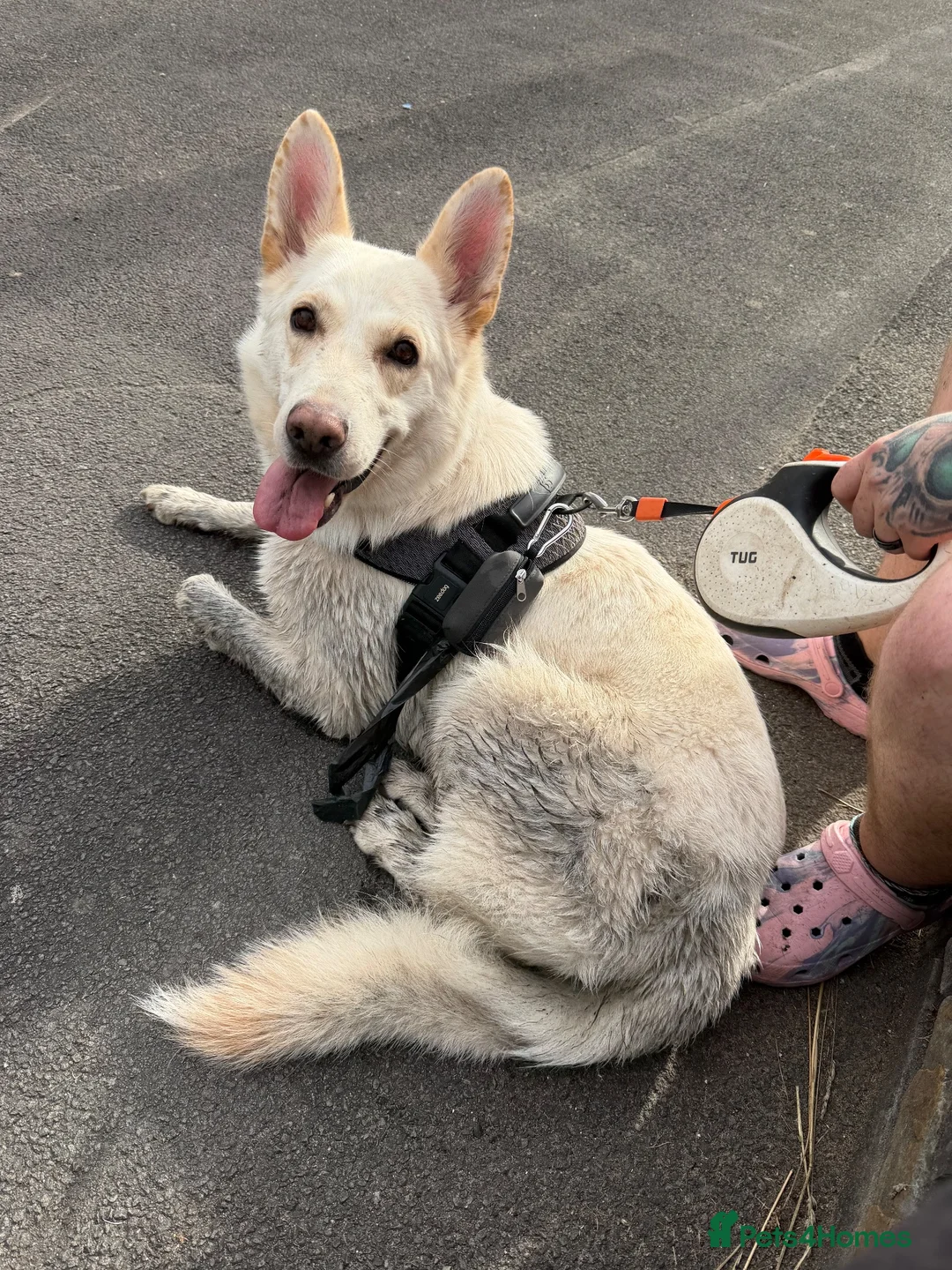 White Swiss Shepherd dogs for sale: White Swiss/german shepherd in Swansea - Advert 7