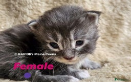 Maine Coon cats for sale: Quality Maine Coon kittens TICA registered  - Image 7