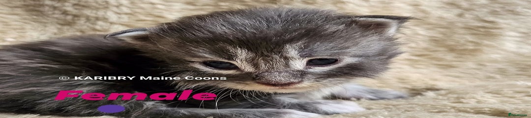 Maine Coon Kitten 4