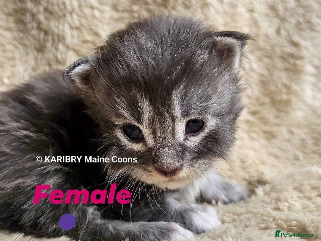 Maine Coon cats for sale: Quality Maine Coon kittens TICA registered  - Image 7