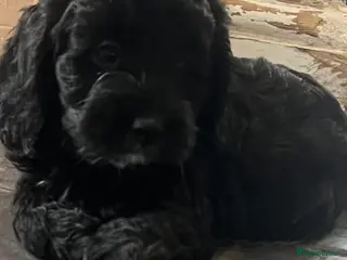 Cockapoo dogs Adorable cockapoo’s lovely in every way - Advert 4