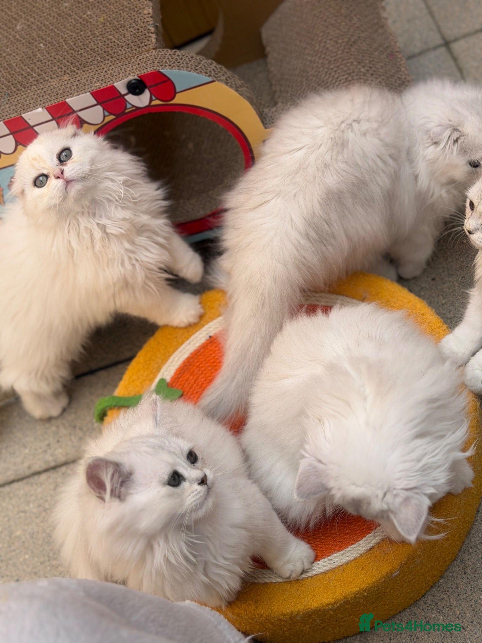 British Longhair cats Two beautiful long-haired boys  - Advert 19