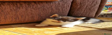 Kitten 1