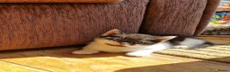 Mixed Breed cats for sale: Adorable British Shorthair Mix Kittens  in Bradford - Advert 9