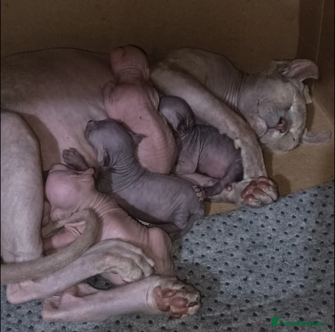 Sphynx cats for sale: STUNNING BLACK TORTIE SPHYNX FEMALE KITTEN - Advert 5