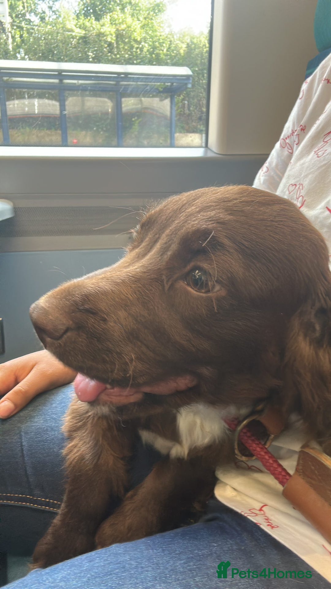 Cocker Spaniel dogs for sale: Cocker Spaniel for sale - Image 1