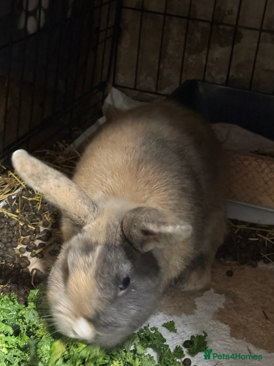 Mixed Breed rabbits for sale: Male rabbit  - Advert 3