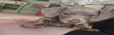 Miniature Dachshund 1