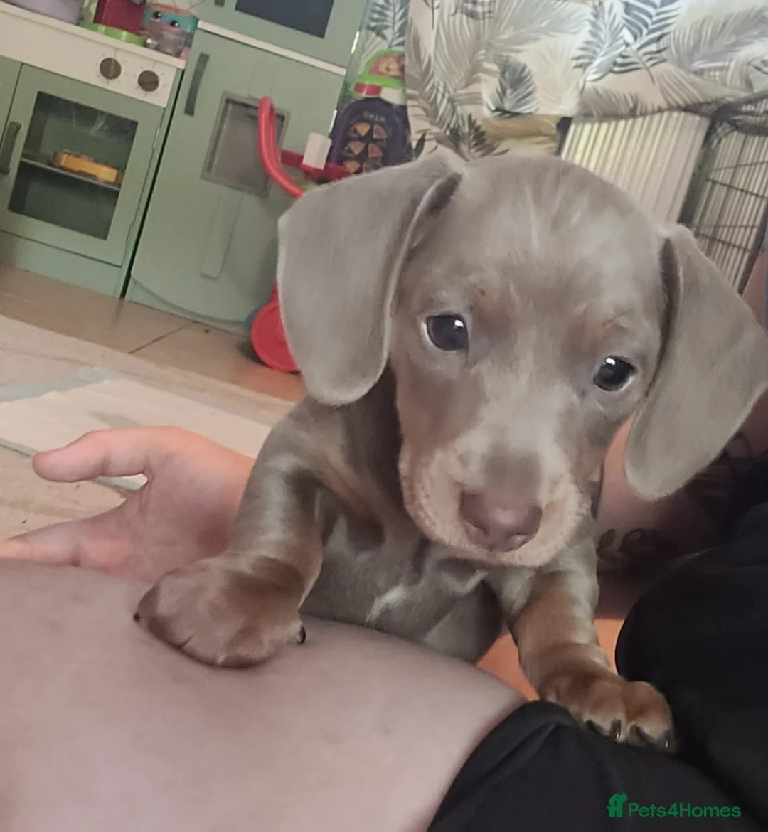 Miniature Dachshund dogs for sale: Gorgeous little isabella and tan boy - Advert 9