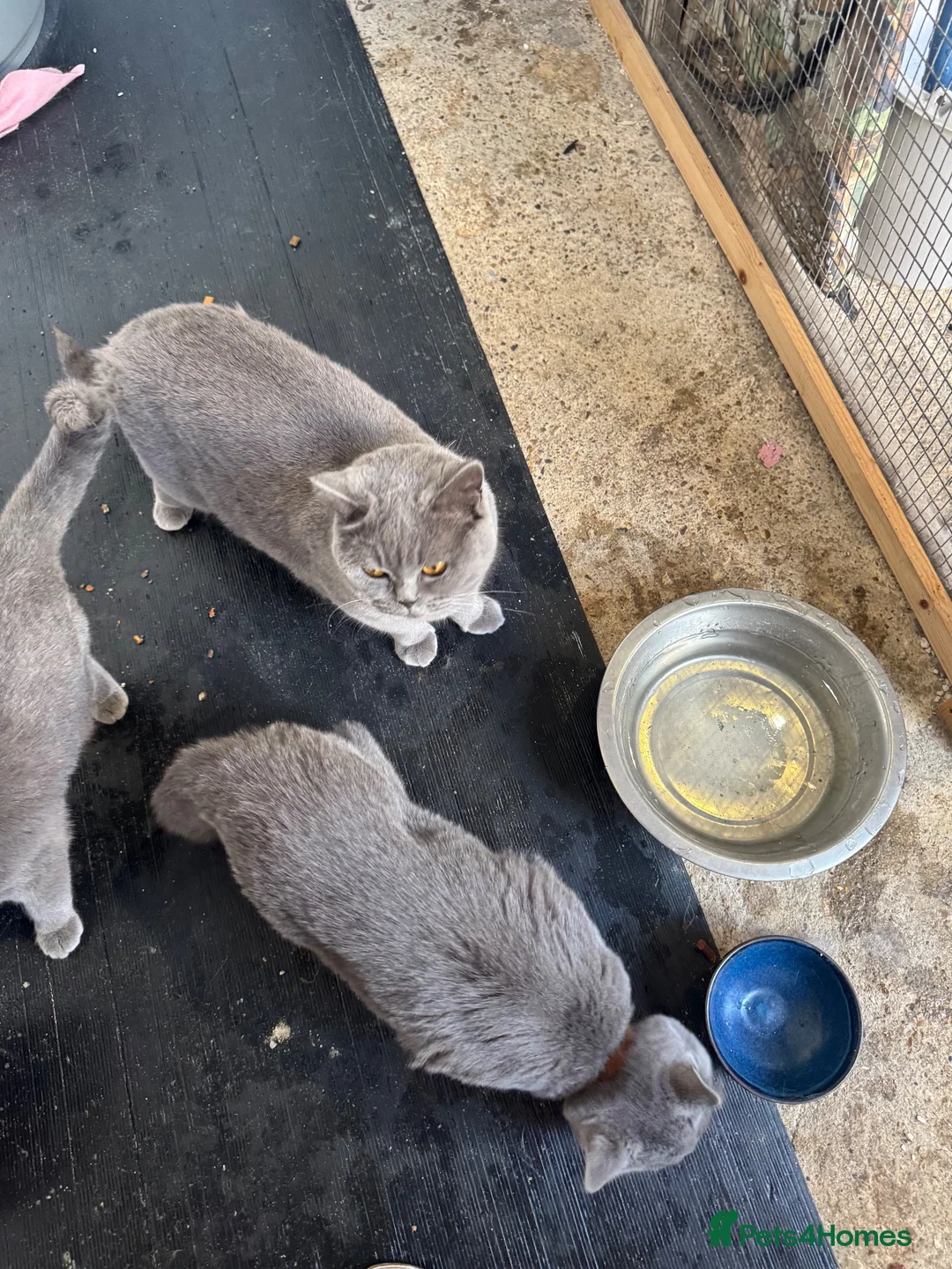 British Shorthair cats for sale: British blue short hair - Advert 17