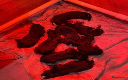 Bernese Mountain Dog dogs for sale: STUNNING BERNESE MOUNTAIN PUPPIES  - Image 4