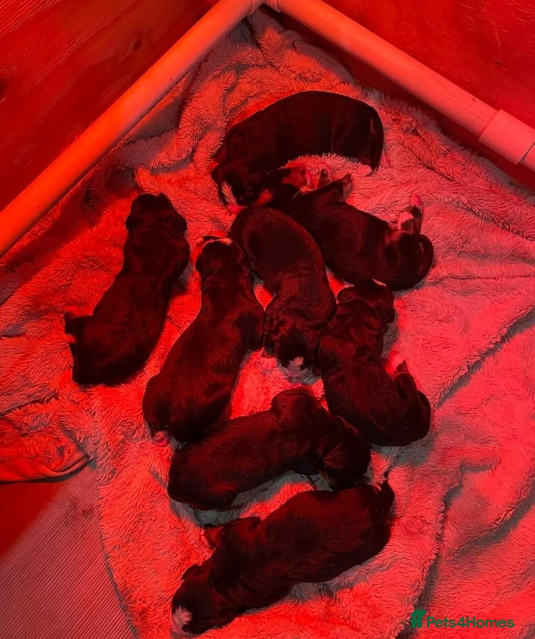 Bernese Mountain Dog dogs for sale: STUNNING BERNESE MOUNTAIN PUPPIES  - Image 4