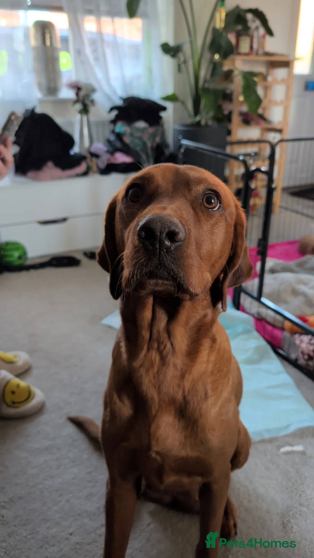 Labrador Retriever dogs for sale: Beautiful Fox Red Labrador Puppies For Sale  in Loughborough - Advert 11