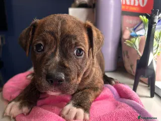 Staffordshire Bull Terrier dogs brindle and red Staffordshire bull terriers - Advert 2