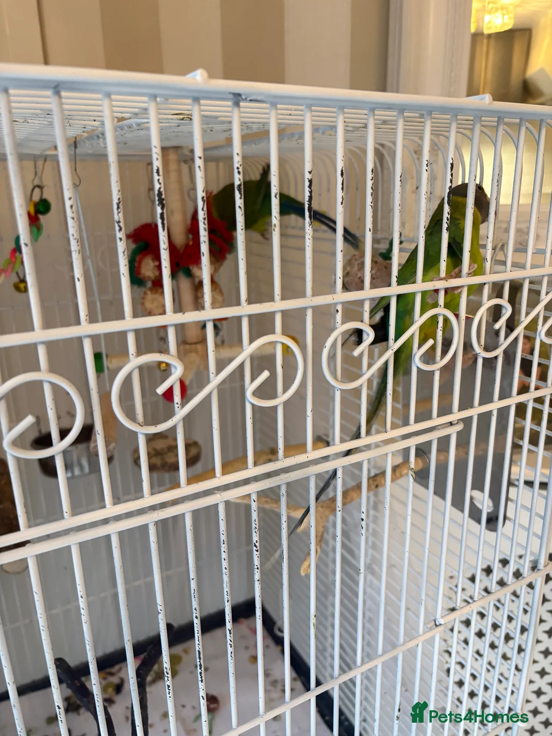 Parakeets birds for sale: Male and female plum head parakeets  in Dartford - Advert 2