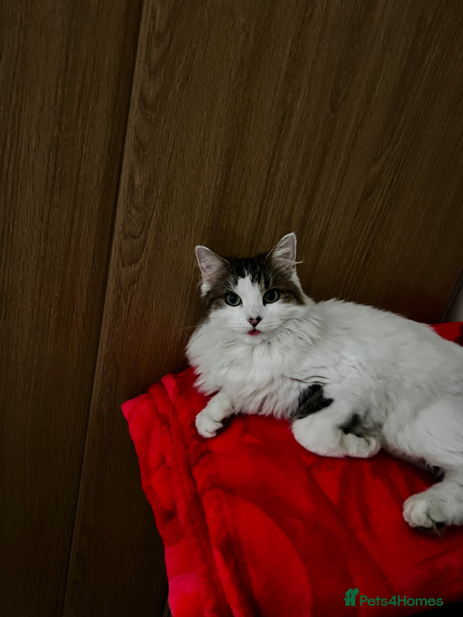 British Longhair cats British longhair female kitten  - Advert 3