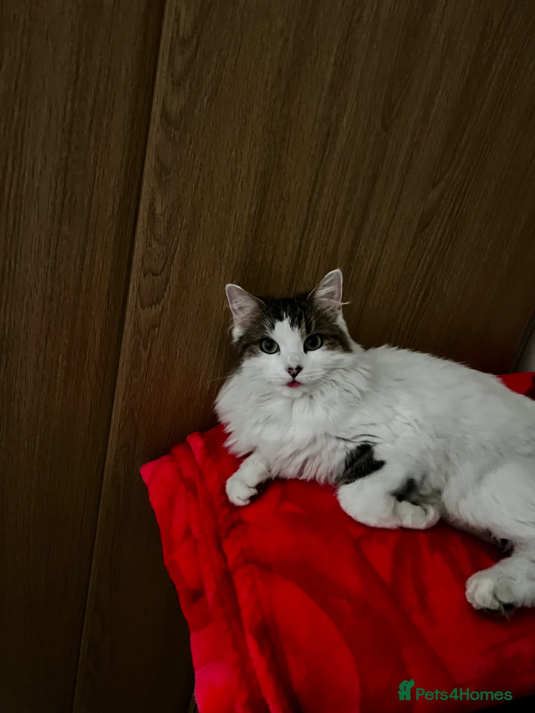 British Longhair cats for sale: British longhair female kitten  - Advert 1