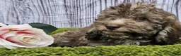 Cockapoo dogs for sale: Health tested Choc, sable & phantoms cockapoos  - Advert 15