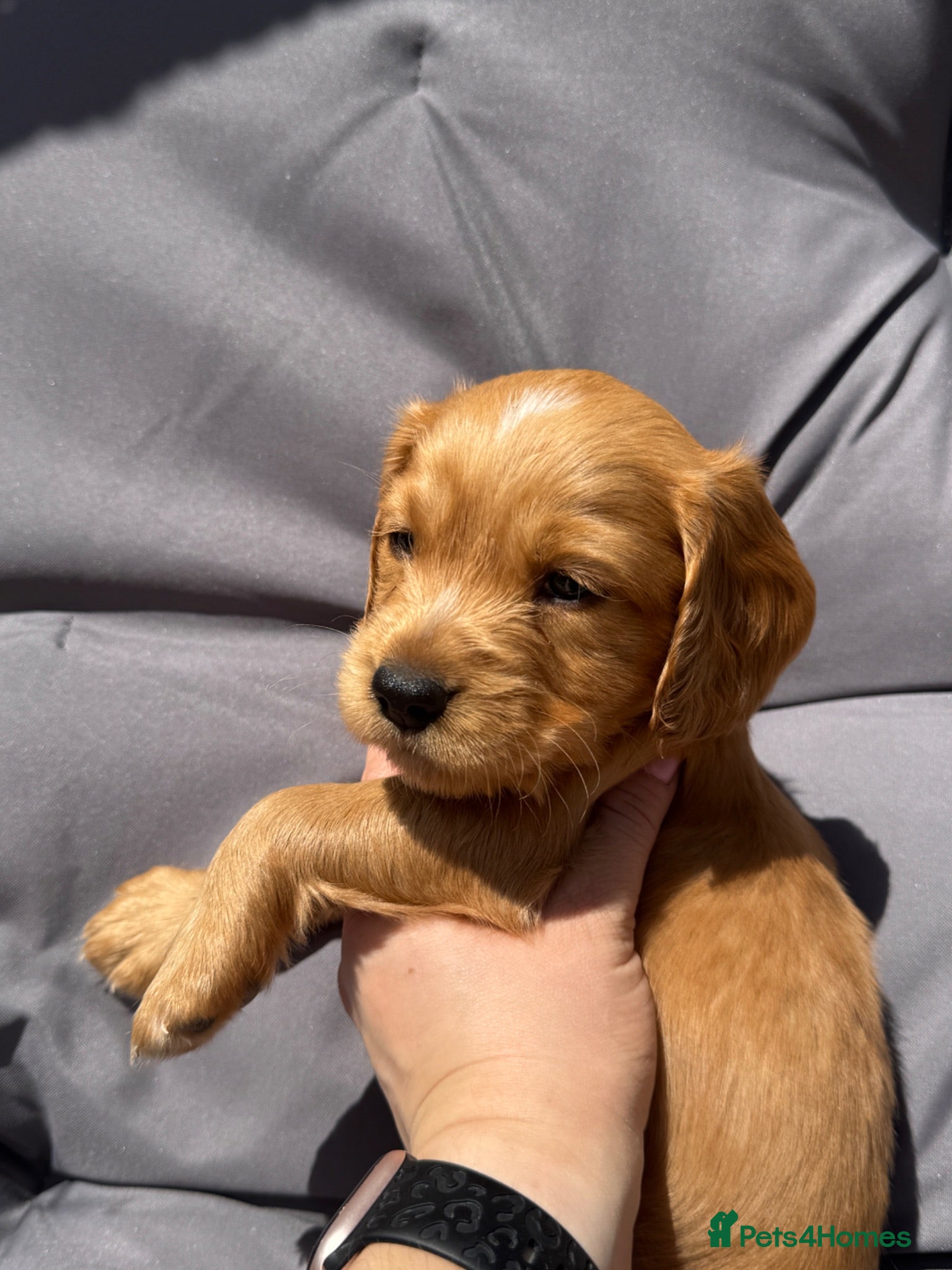 Cocker Spaniel dogs Beautiful Cocker spaniels male puppy in Bristol - Advert 20