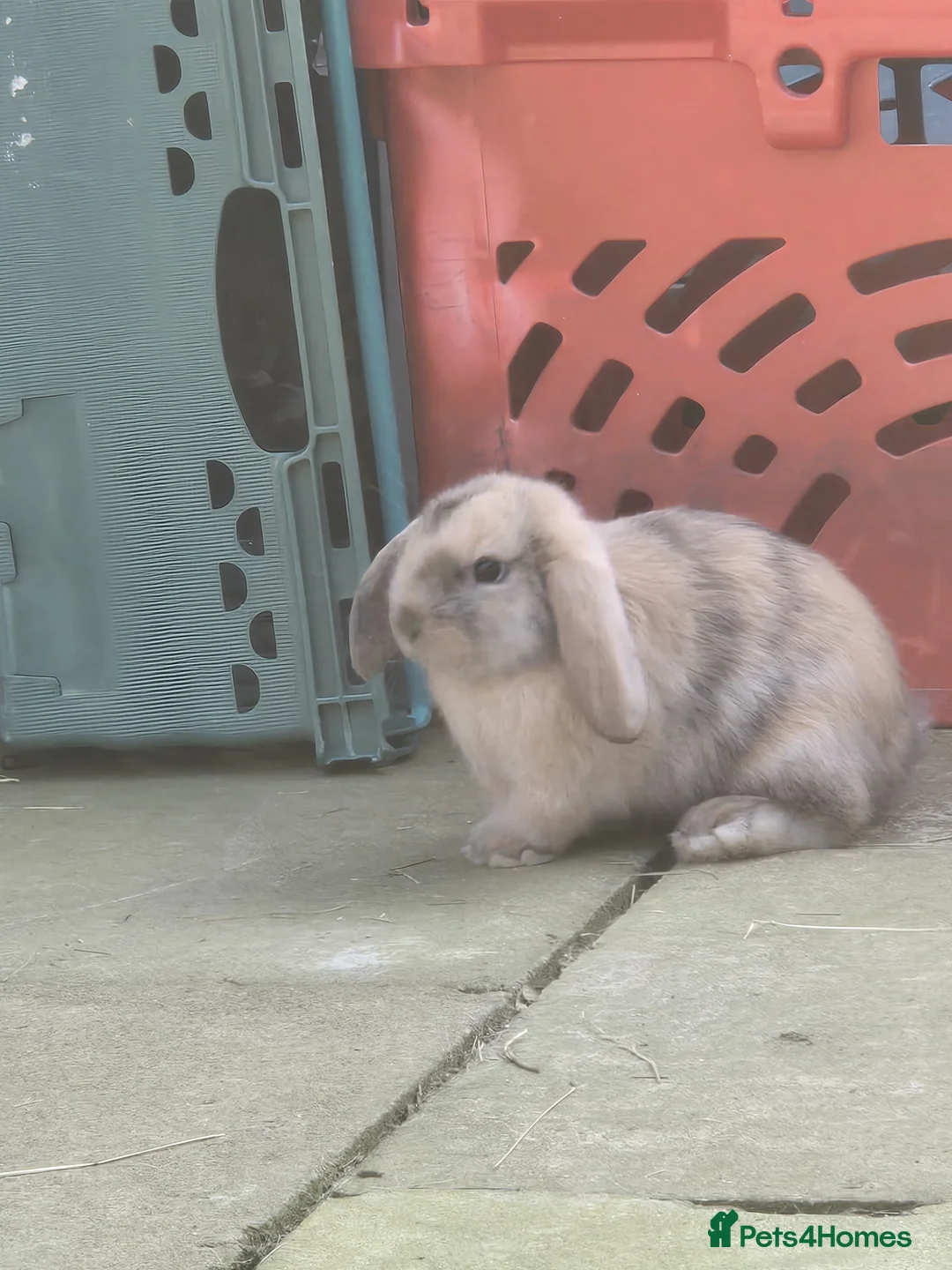 English Lop rabbits for sale: Adorable Baby Rabbits for Sale 🐰💛 - Advert 2
