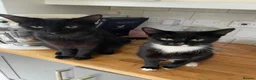 Mixed Breed cats for sale: 4 siblings need re homing  in Spennymoor - Advert 2