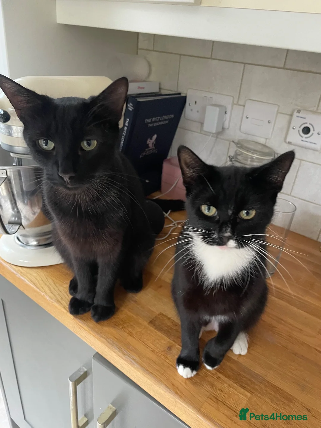 Mixed Breed cats for sale: 4 siblings need re homing  in Spennymoor - Advert 2