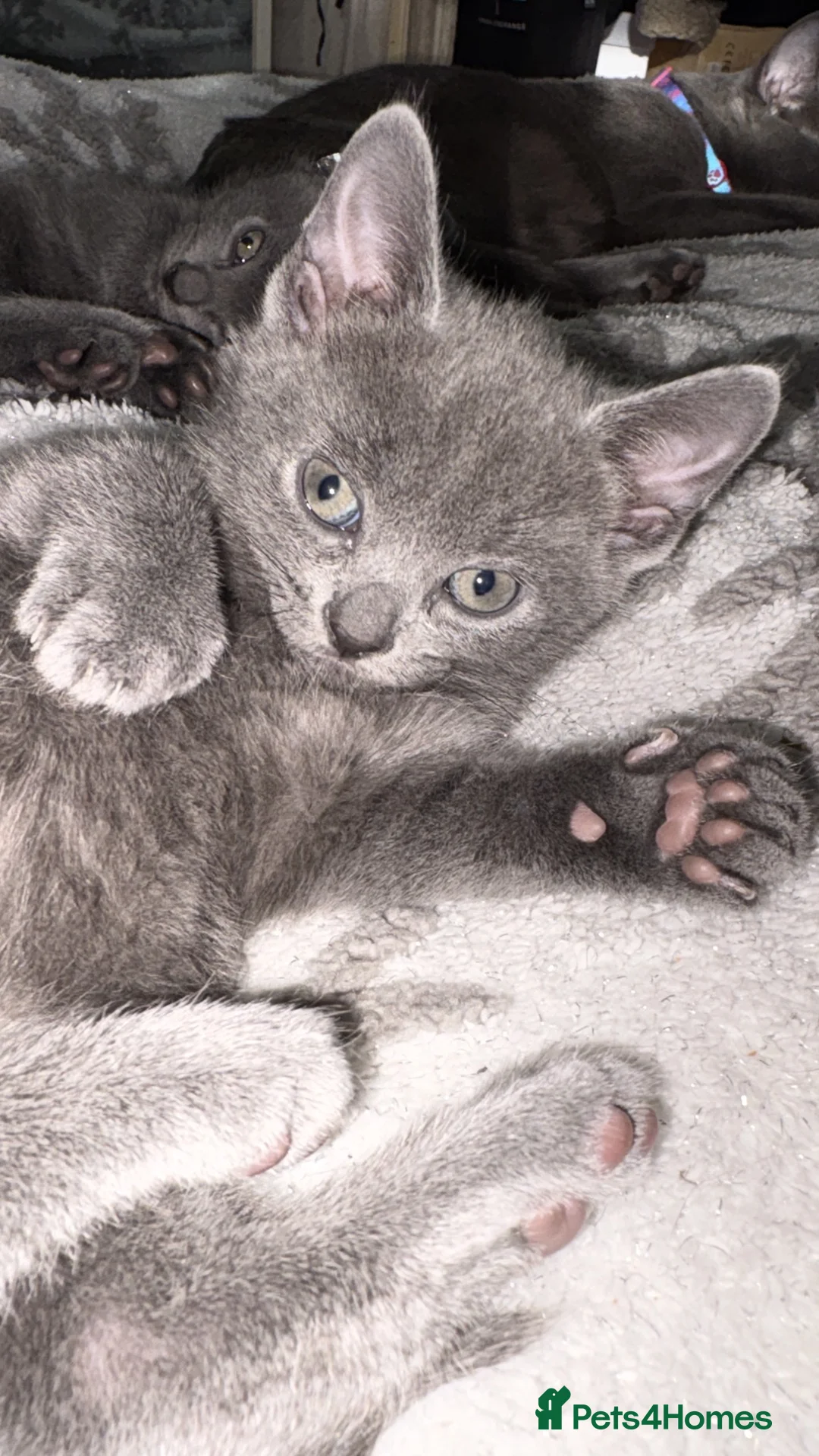 Russian Blue cats for sale: Blue Russian Kittens - Advert 24