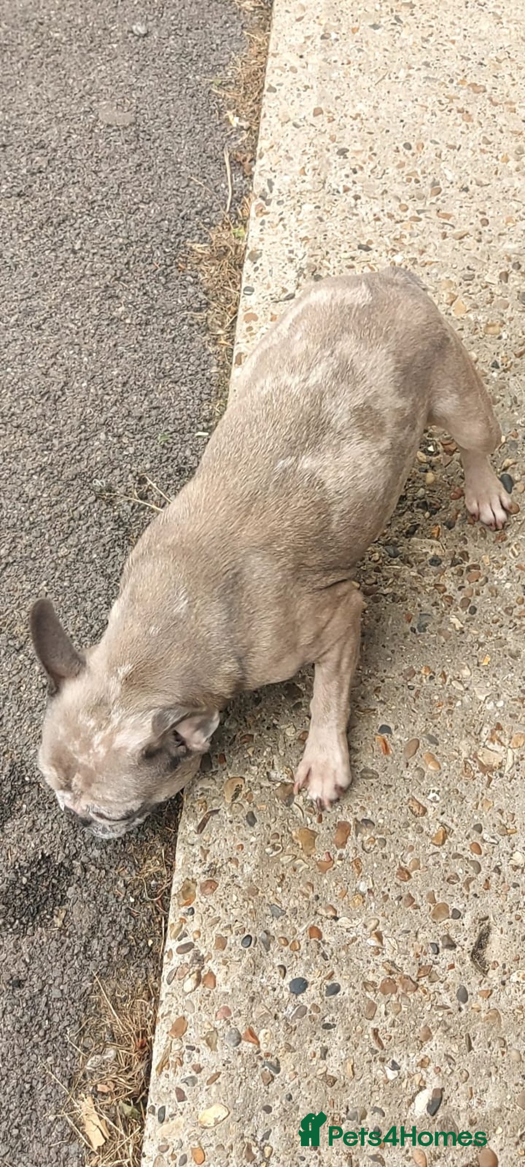 French Bulldog dogs for sale: French bulldog puppies  - Image 11