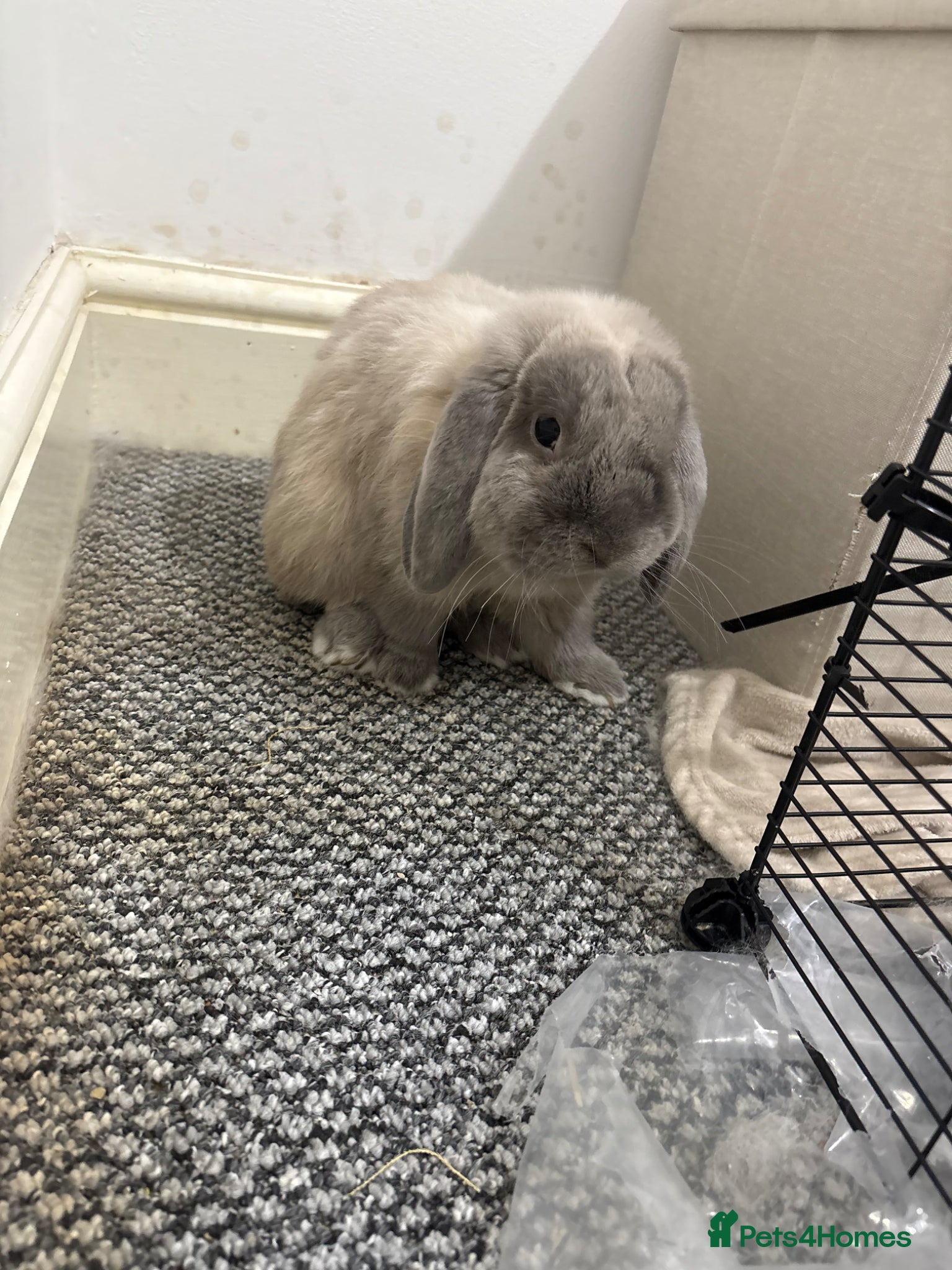 Mini Lop rabbits Flippy - Advert 4