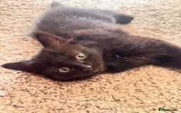Mixed Breed cats for sale: Beautiful female kitten  - Image 3