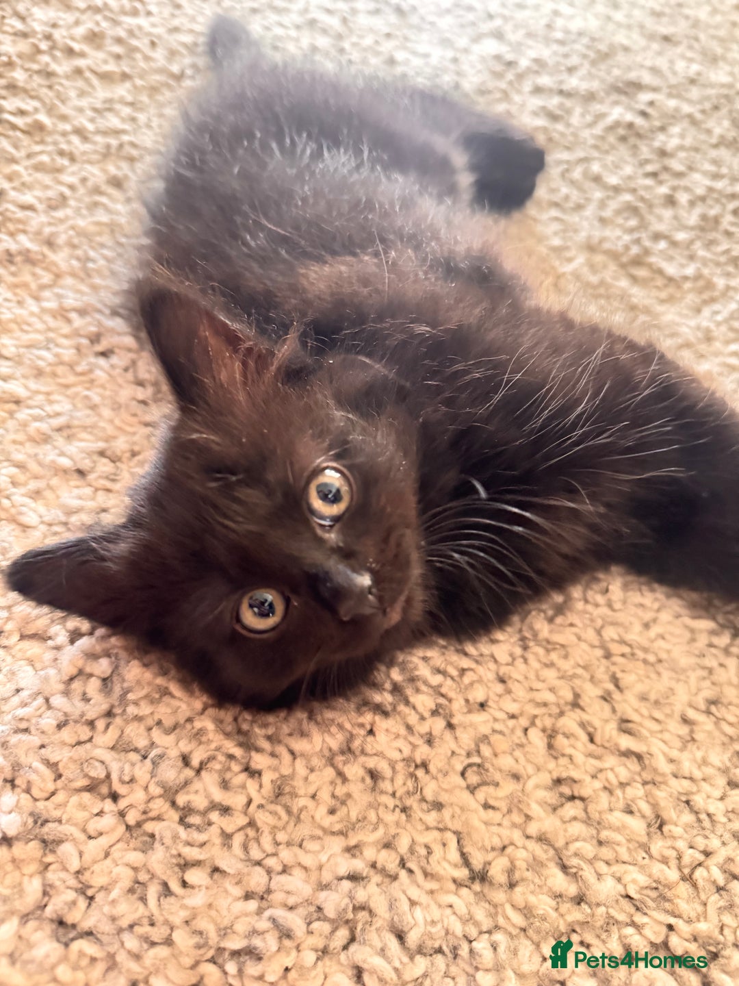 Mixed Breed cats for sale: Beautiful female kitten  - Image 3