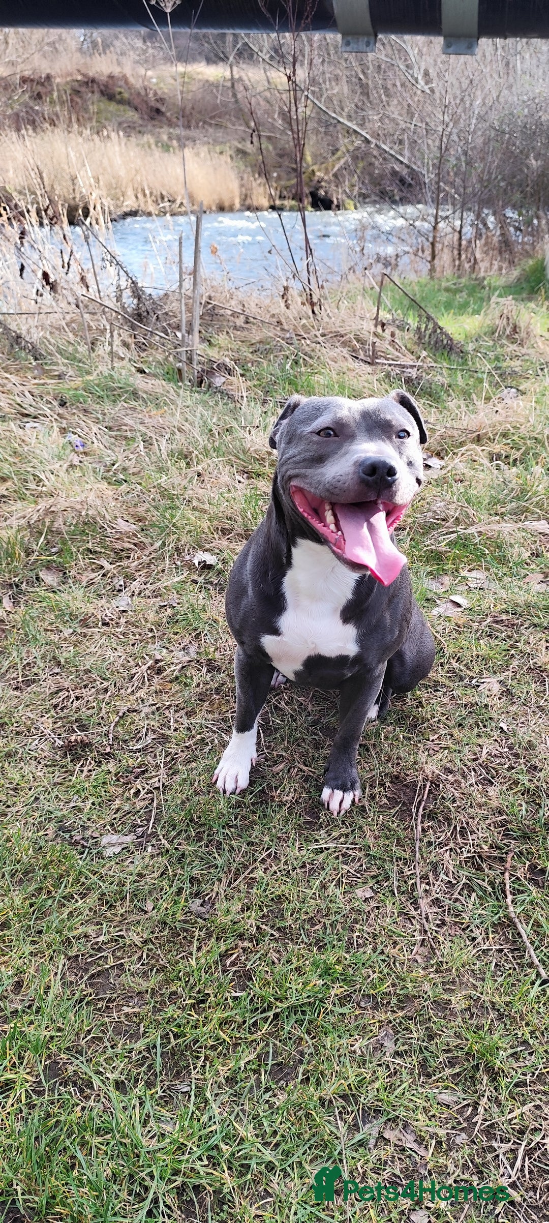 Staffordshire Bull Terrier dogs for sale: Staffordshire bull terrier puppies  - Advert 21