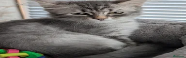 Siberian 4