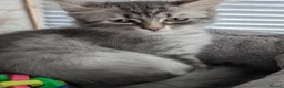 Siberian cats for sale: Siberian kitten  - Advert 20