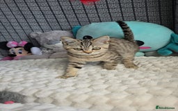British Shorthair cats for sale: Beautiful Babies Available Ready To Leave - Image 8