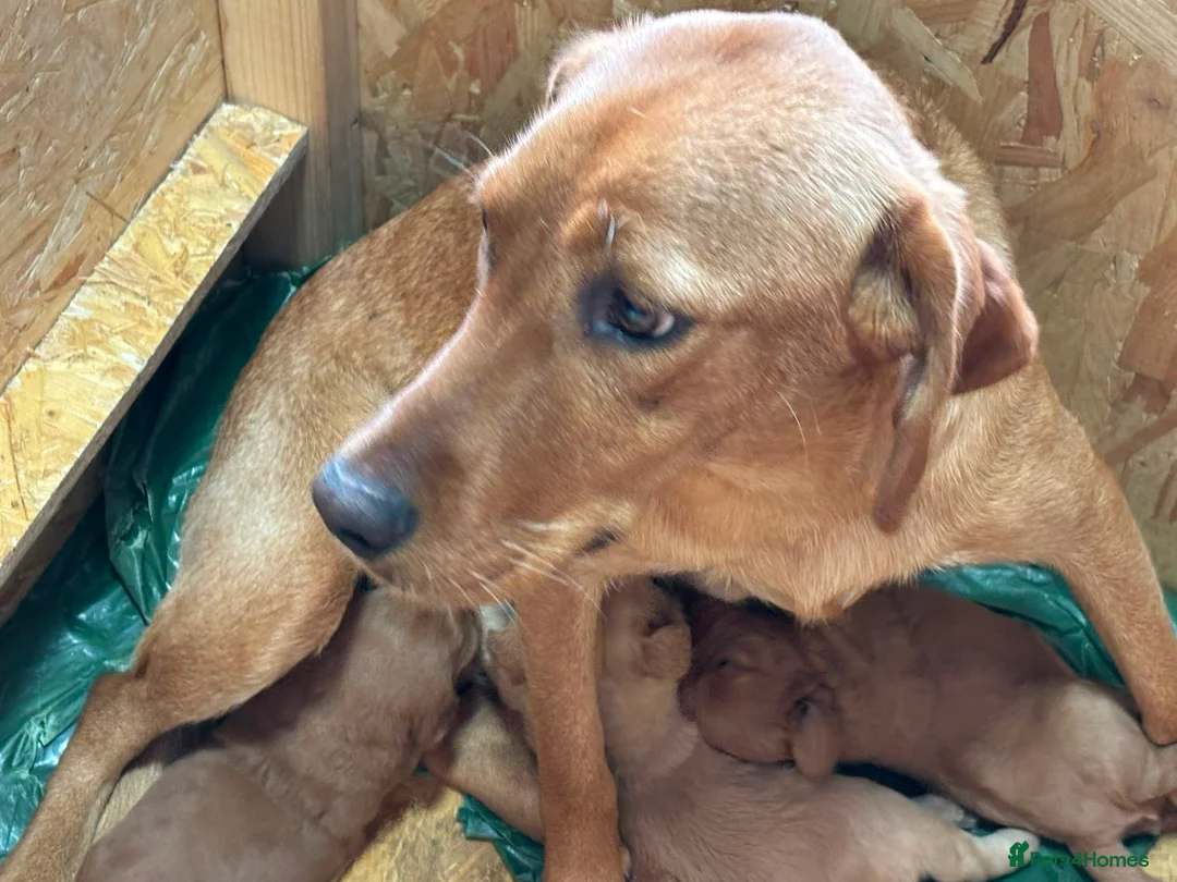 Labradoodle dogs for sale: Fox red labradoodle pups  - Advert 9