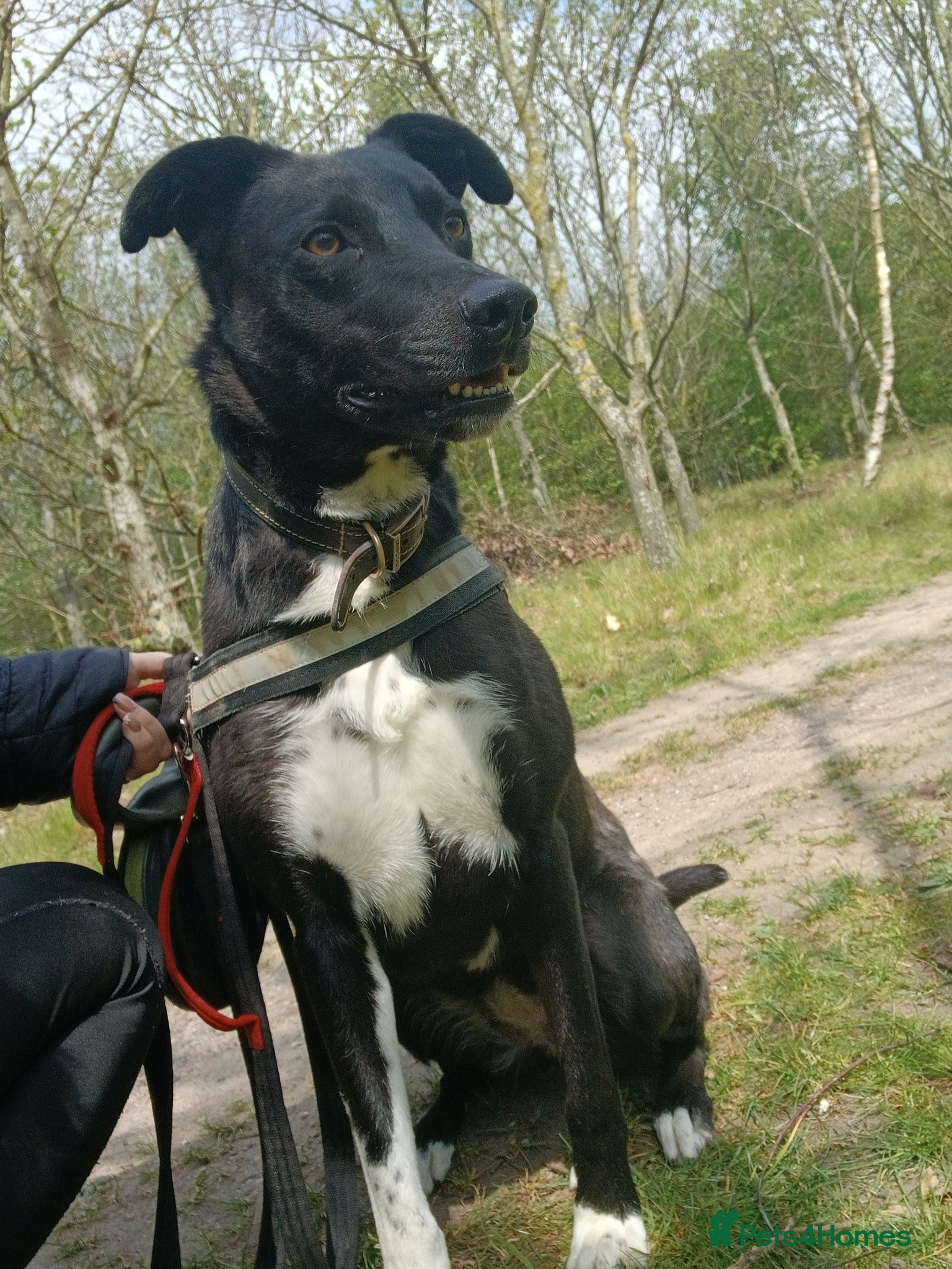 Mixed Breed dogs Sweet Marnie wants a new loving forever home - Advert 10