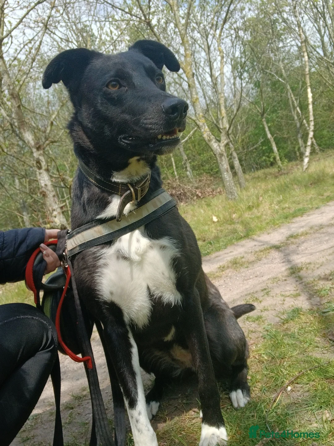 Mixed Breed dogs for adoption: Sweet Marnie wants a new loving forever home - Advert 1