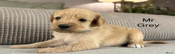Double Doodle dogs for sale: A REALLY EXCITING MIX OF BREEDS. GORGEOUS!!! - Advert 21
