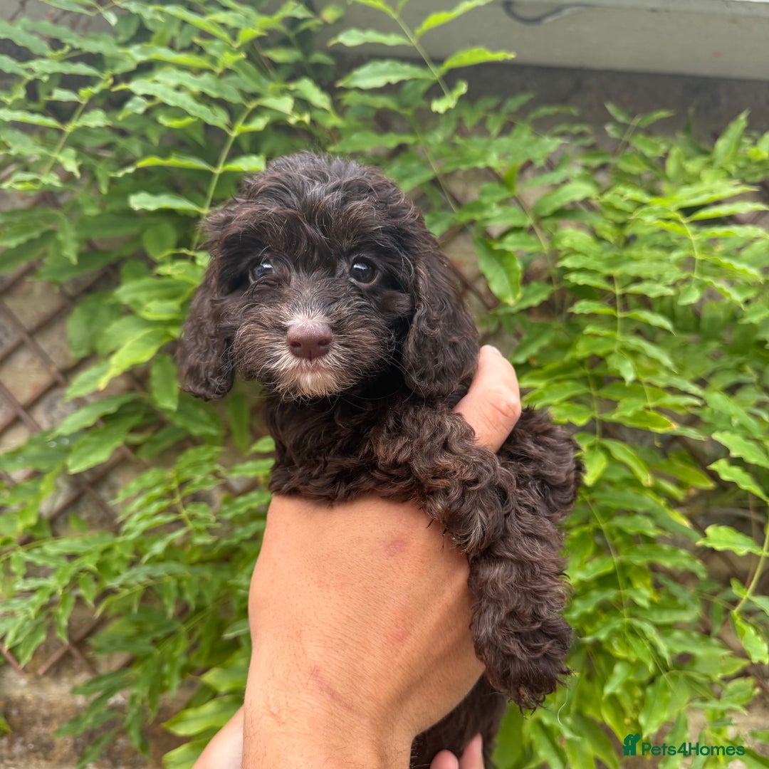Cockapoo dogs for sale: F1 Cockapoo Pups LICENSED BREEDER Last Girl in Southampton - Image 5