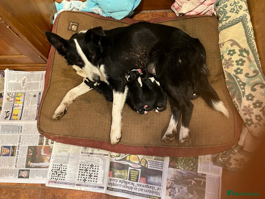 Border Collie dogs for sale: Border Collie  - Advert 1