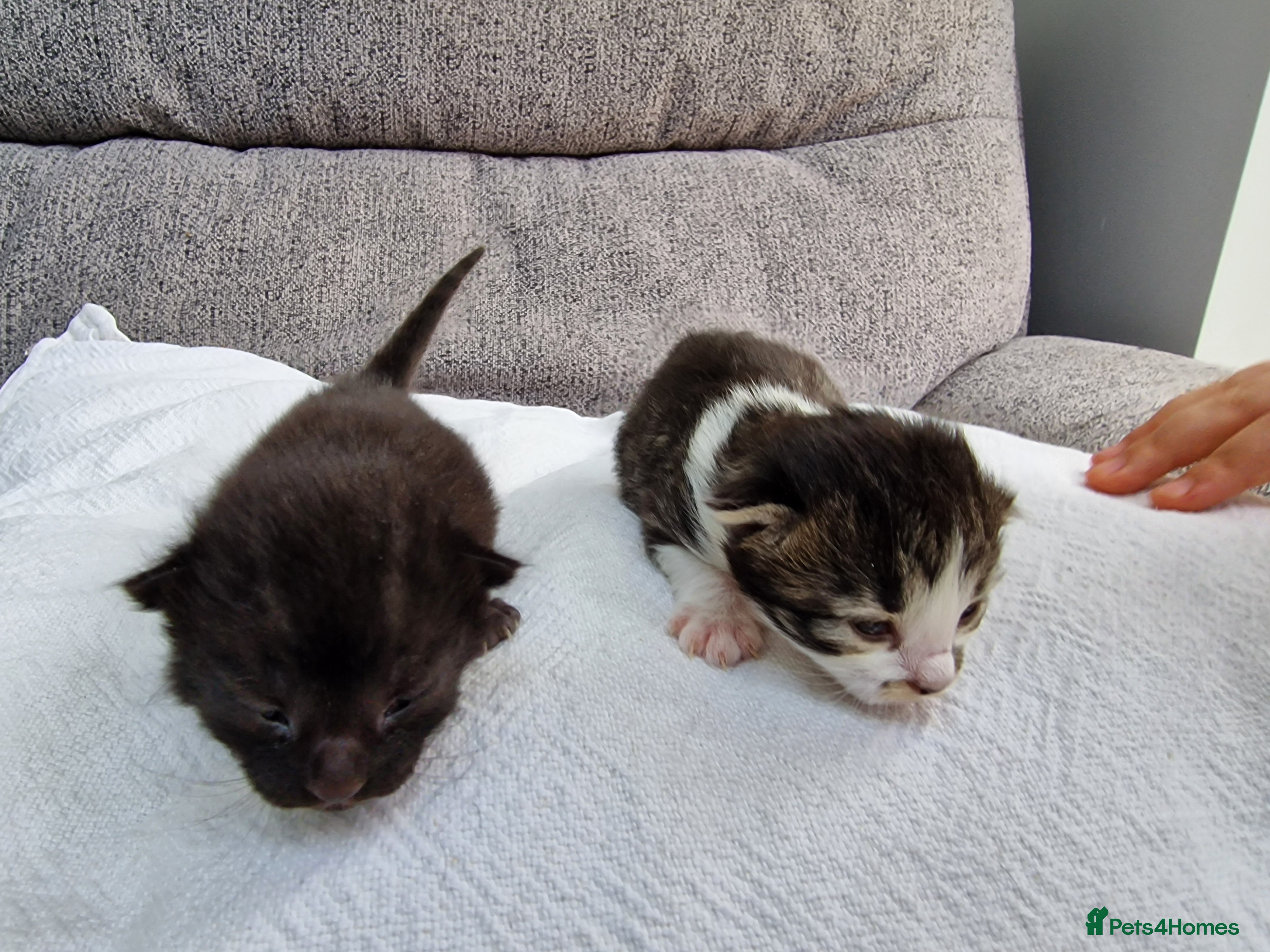 Mixed Breed cats Three mixed kittens - Advert 2