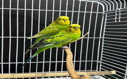 Budgerigars birds for sale: Beautiful Pair of Budgies  - Image 2