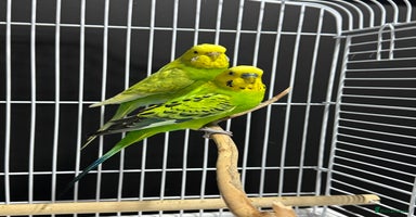 Budgerigars birds - Advert 4
