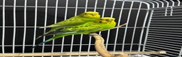 Budgerigars birds for sale: Beautiful Pair of Budgies  - Advert 2