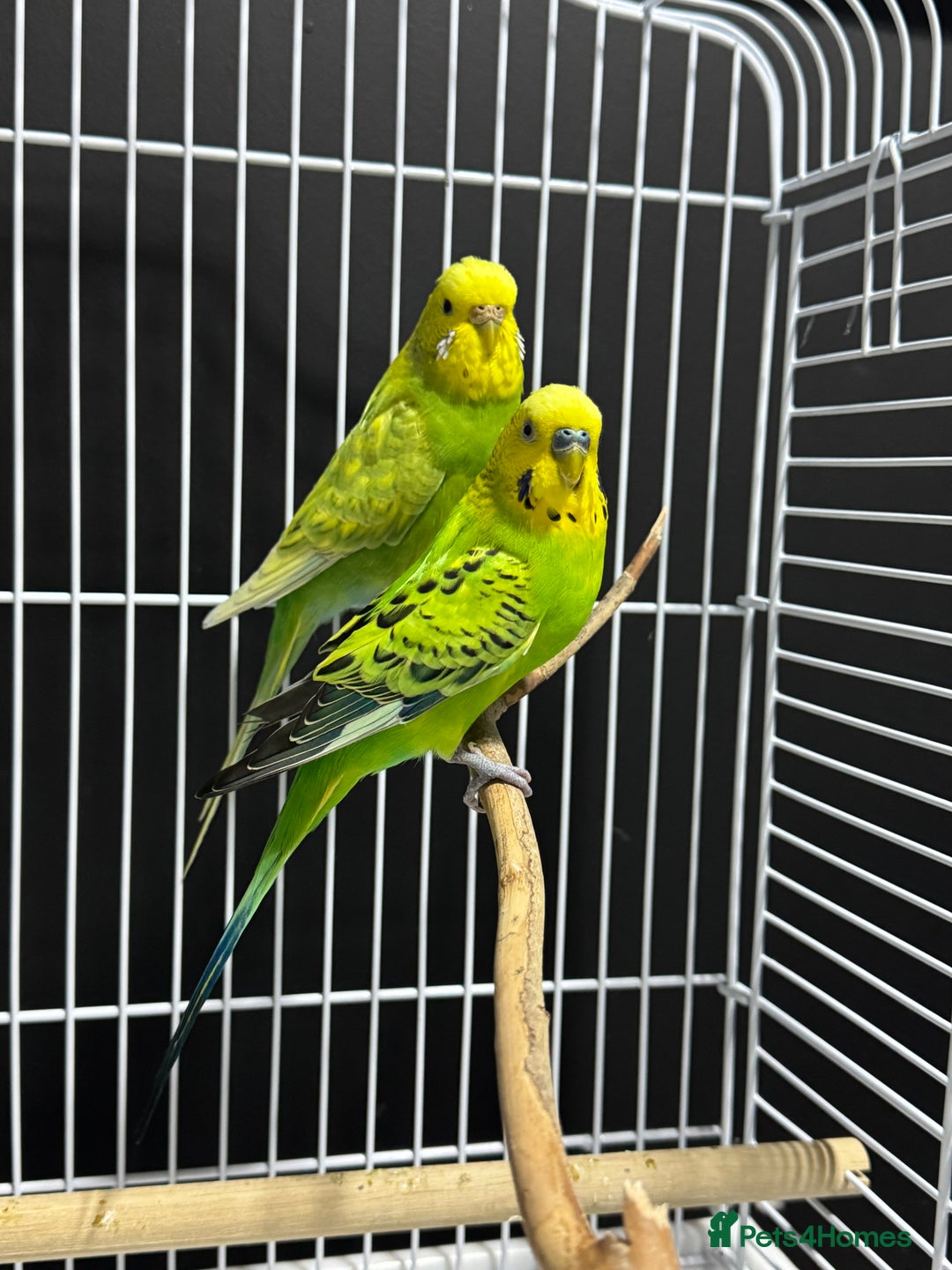 Budgerigars birds for sale: Beautiful Pair of Budgies  - Image 2
