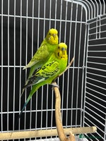 Budgerigars birds - Advert 11