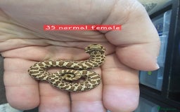 Snake reptiles for sale: Western Hognose Snakes  - Image 8